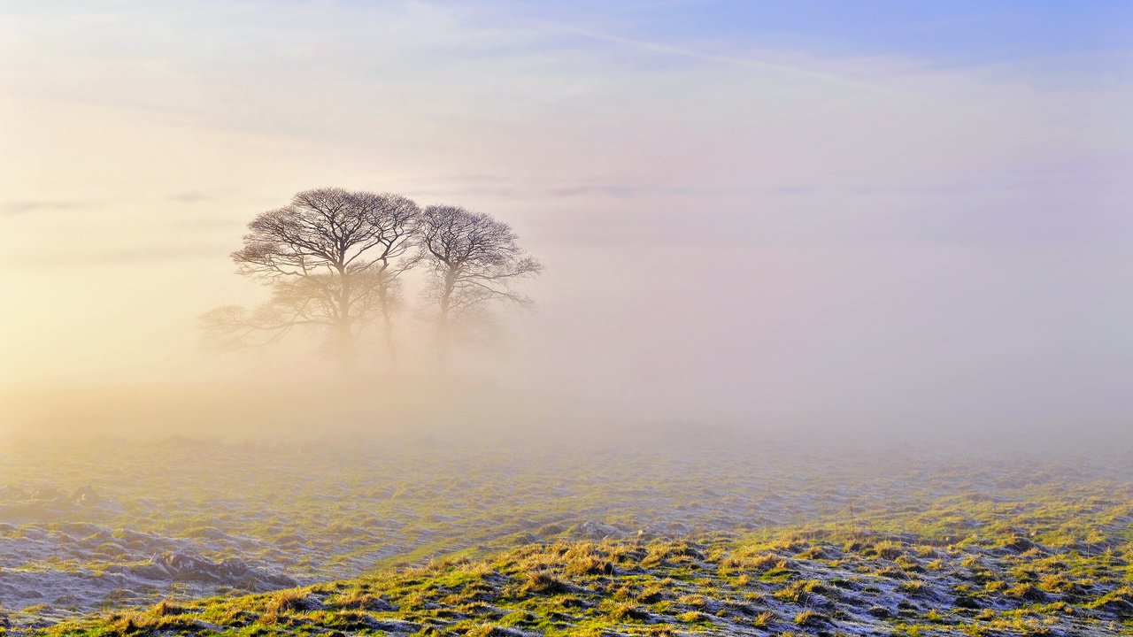 Обои небо, деревья, природа, утро, туман, the sky, trees, nature, morning, fog разрешение 2560x1600 Загрузить