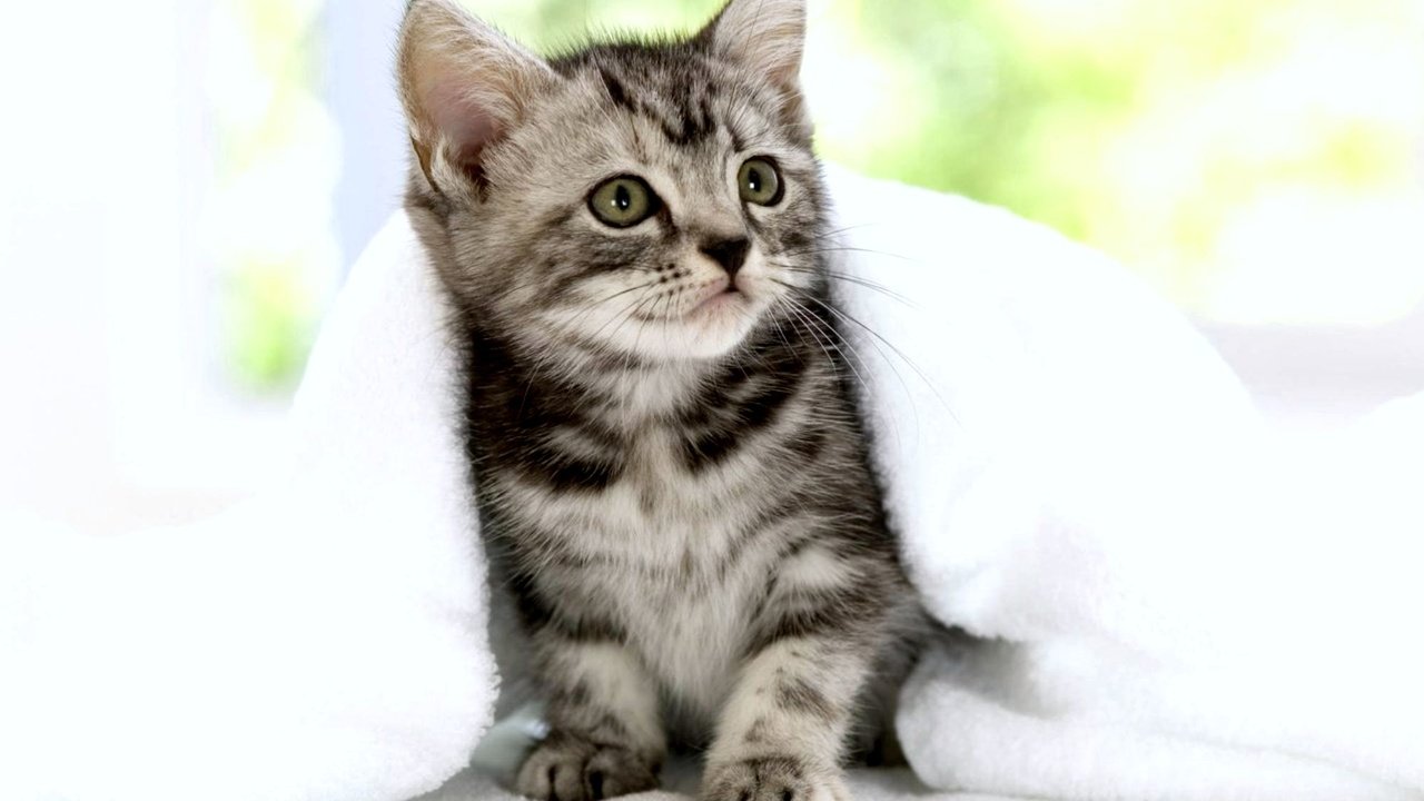 Обои серый котенок, grey kitten разрешение 2000x1333 Загрузить