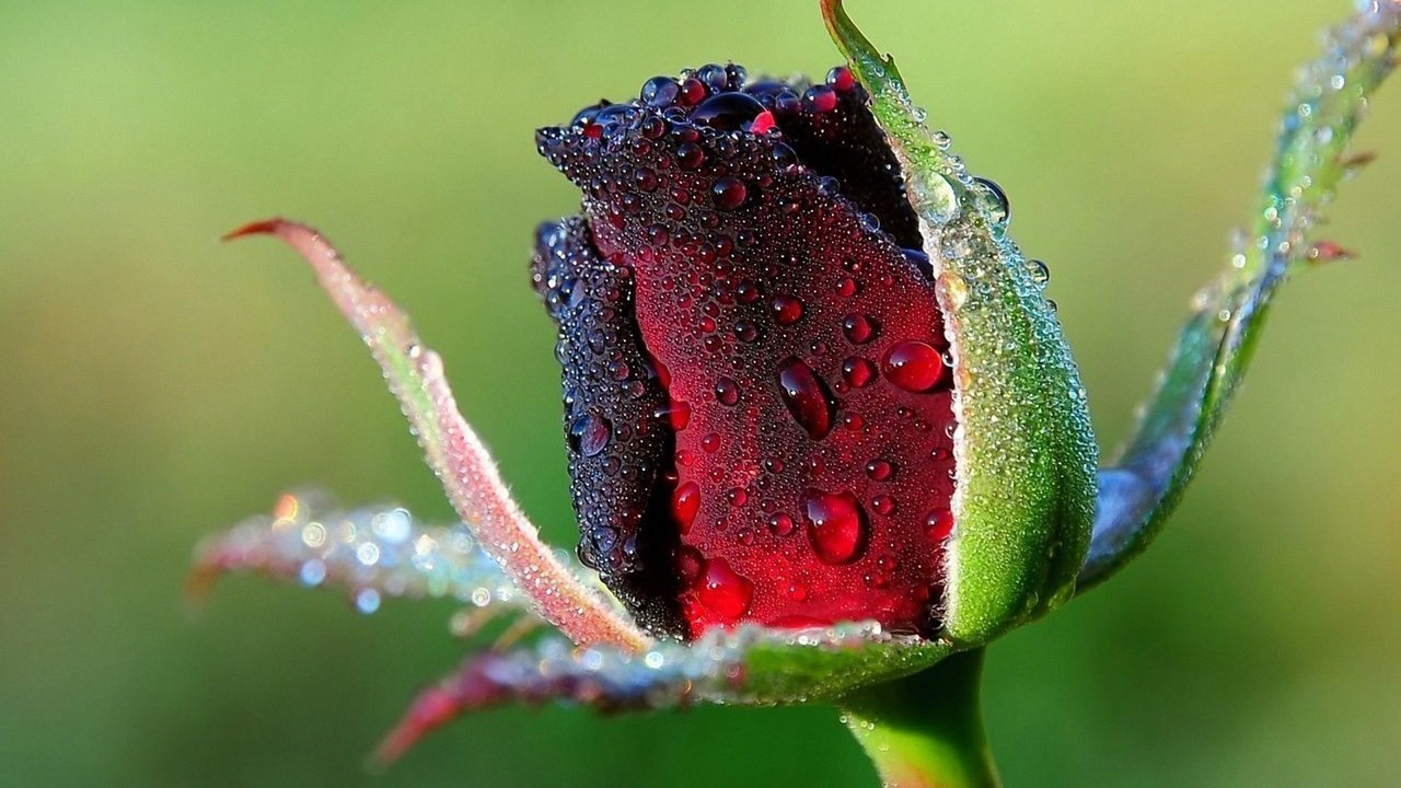 Обои цветы, природа, макро, роса, роза, бутон, buton, rozy, v rose, flowers, nature, macro, rosa, rose, bud разрешение 1920x1200 Загрузить