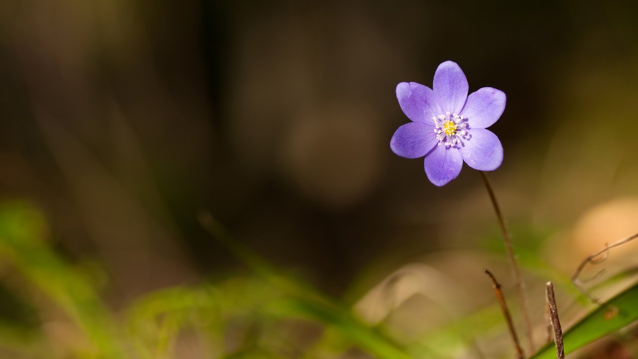 Обои цветок, лез, vesna, fialka, flower, les разрешение 3000x2000 Загрузить