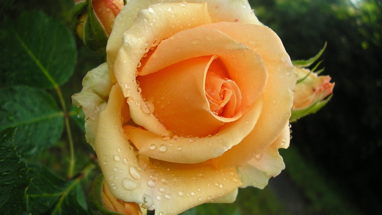 Обои листья, buton, roza, цветок, zhyoltaya, роса, капли, роза, лепестки, бутон, жёлтая, leaves, flower, rosa, drops, rose, petals, bud, yellow разрешение 2048x1536 Загрузить