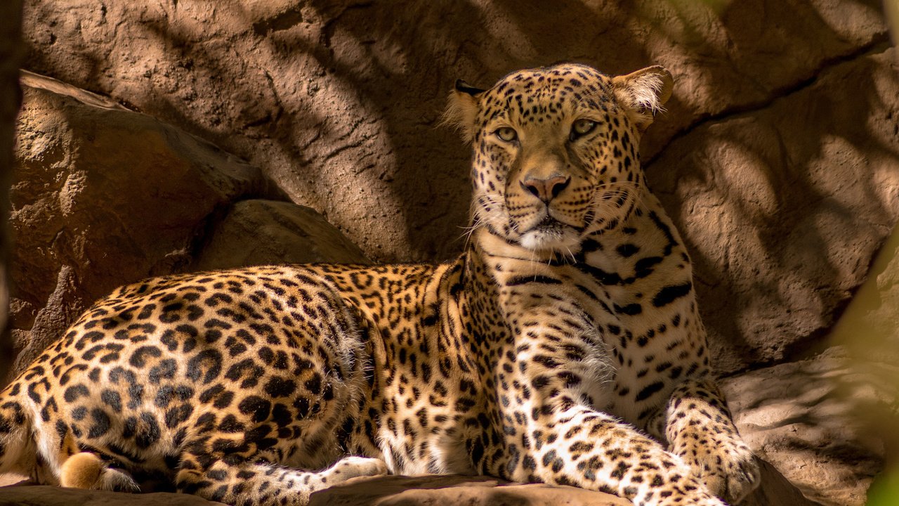 Обои лежит, леопард, хищник, большая кошка, lies, leopard, predator, big cat разрешение 2048x1399 Загрузить