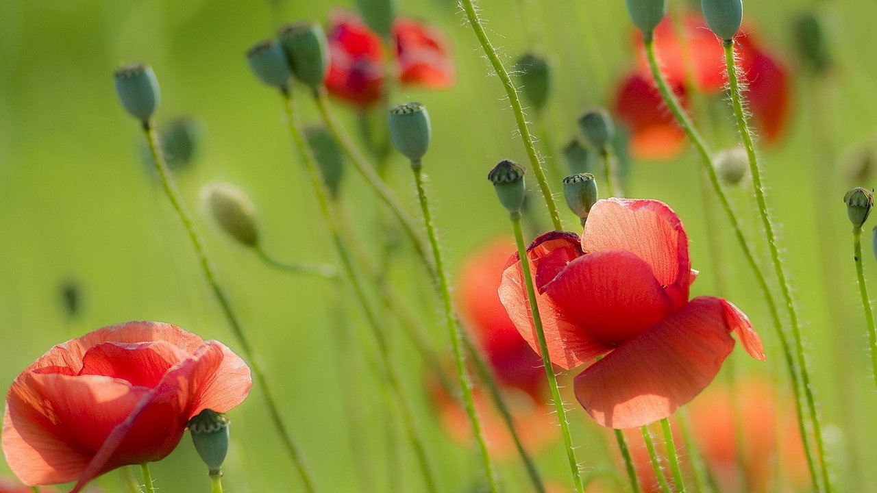 Обои цветы, природа, поле, лето, красные, маки, flowers, nature, field, summer, red, maki разрешение 1920x1280 Загрузить