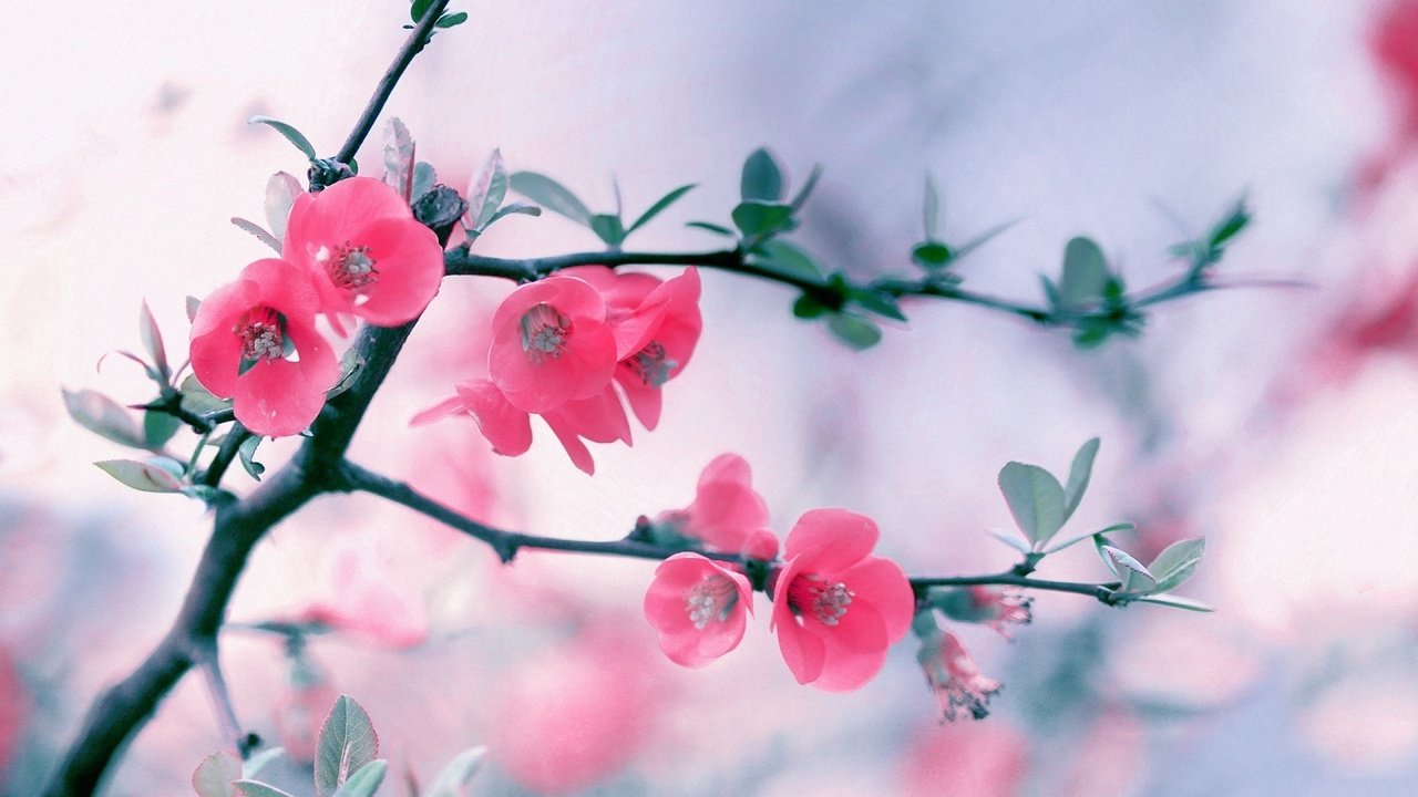 Обои цветы, ветка, цветение, весна, розовые, боке, айва, flowers, branch, flowering, spring, pink, bokeh, quince разрешение 1920x1200 Загрузить
