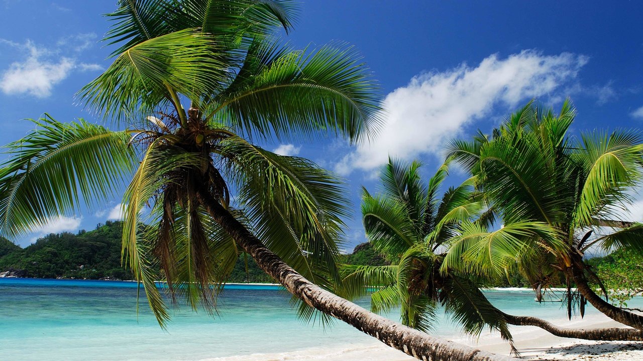 Обои пляж, пальмы, тропики, beach, palm trees, tropics разрешение 3872x2592 Загрузить
