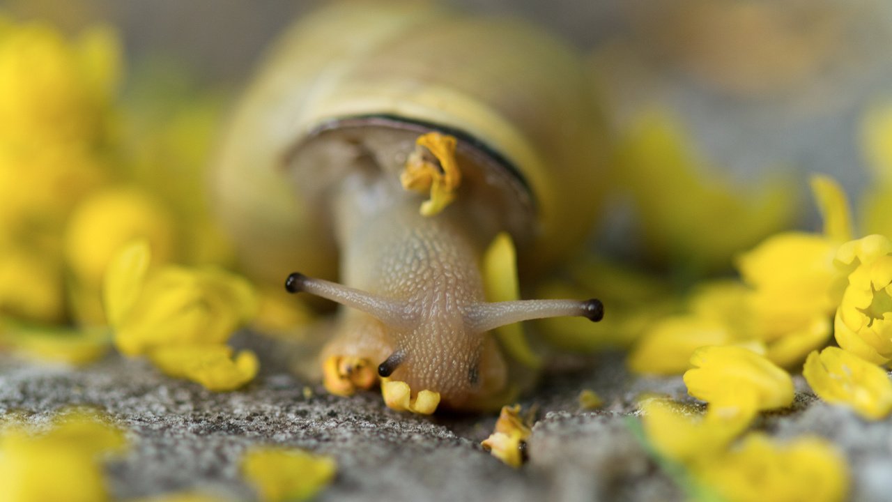 Обои цветы, животные, лепестки, улитка, улитки, flowers, animals, petals, snail, snails разрешение 2048x1365 Загрузить