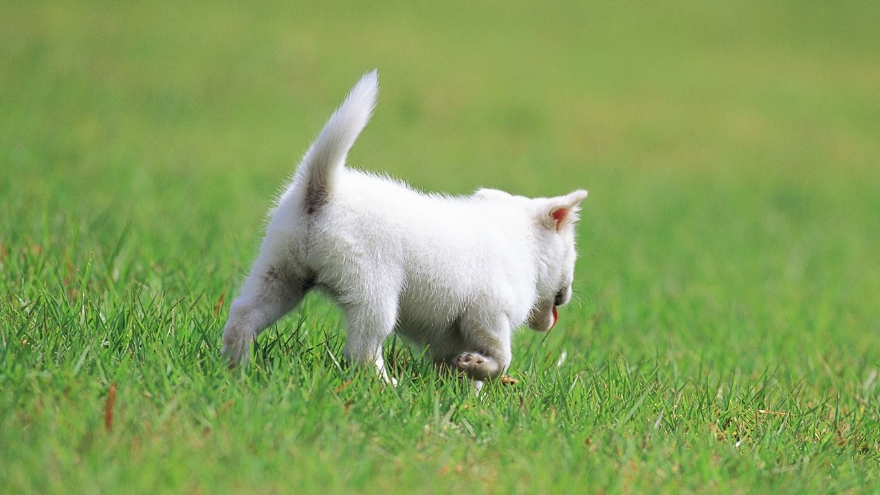 Обои трава, кот, кошка, котенок, белый, прогулка, grass, cat, kitty, white, walk разрешение 1920x1080 Загрузить