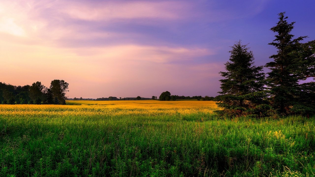 Обои небо, цветы, трава, деревья, природа, закат, поле, ели, the sky, flowers, grass, trees, nature, sunset, field, ate разрешение 2560x1600 Загрузить