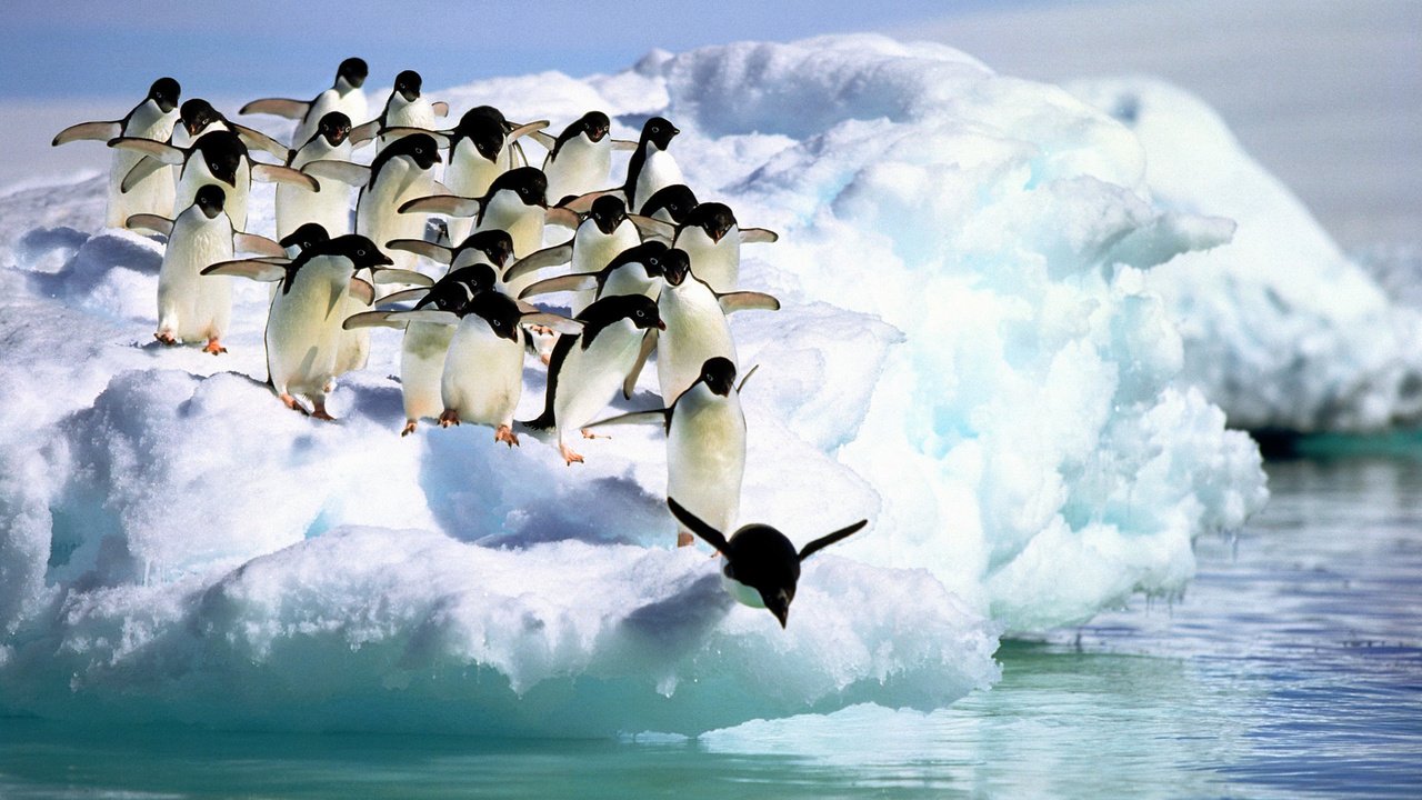 Обои вода, снег, море, лёд, птицы, пингвин, антарктида, пингвины, water, snow, sea, ice, birds, penguin, antarctica, penguins разрешение 1920x1080 Загрузить