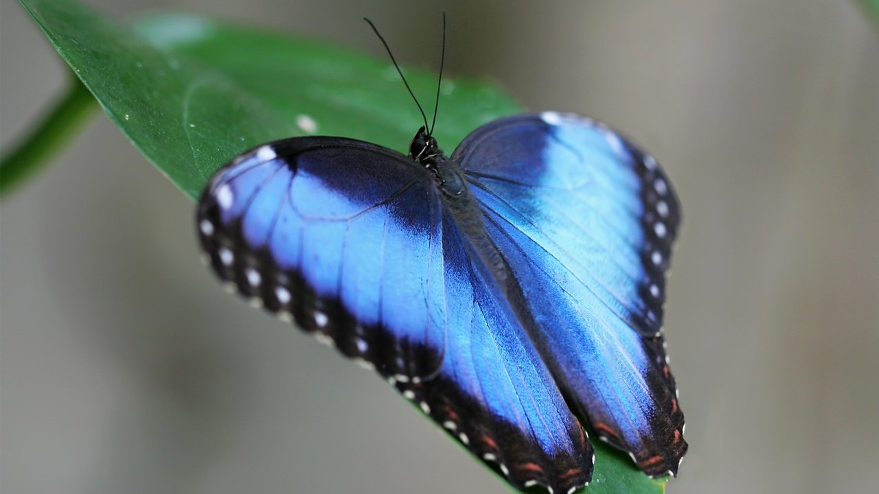 Обои зелёный, бабочка, насекомые, голубая, листочек, бабочка morpho, морфо, морфо дидиус, green, butterfly, insects, blue, leaf, butterfly morpho, morpho разрешение 1920x1200 Загрузить