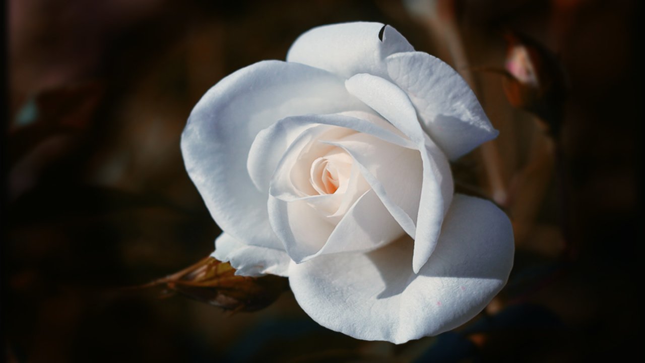 Обои макро, роза, красота, macro, rose, beauty разрешение 2453x1600 Загрузить