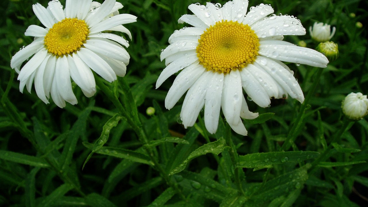 Обои цветы, листья, капли, ромашка, ромашки, белые, flowers, leaves, drops, daisy, chamomile, white разрешение 2048x1536 Загрузить