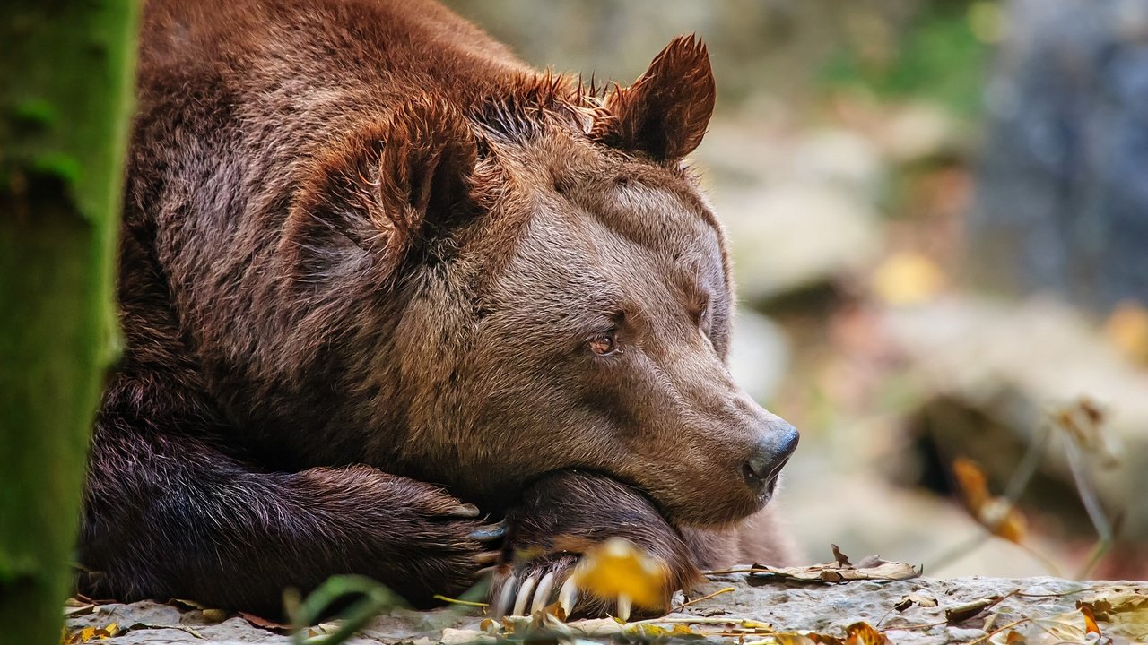 Обои лес, медведь, лежит, отдых, forest, bear, lies, stay разрешение 2048x1365 Загрузить