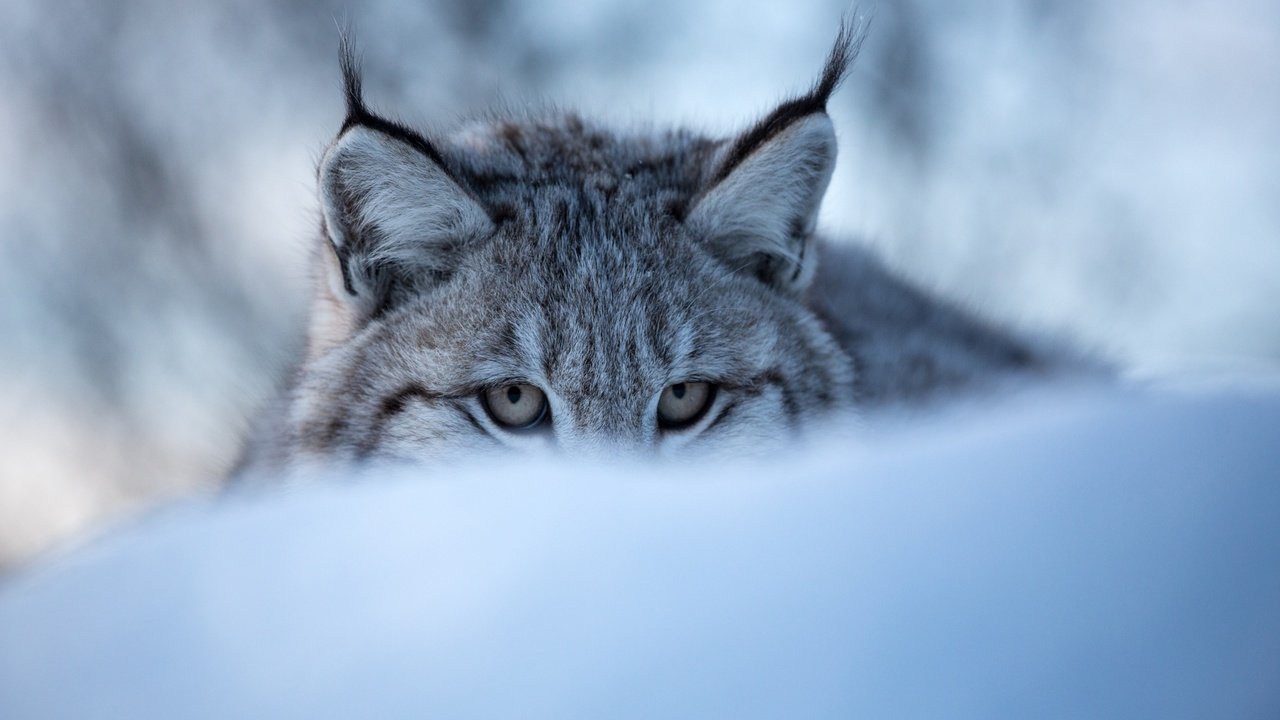Обои глаза, морда, снег, зима, рысь, дикая кошка, eyes, face, snow, winter, lynx, wild cat разрешение 3600x2400 Загрузить