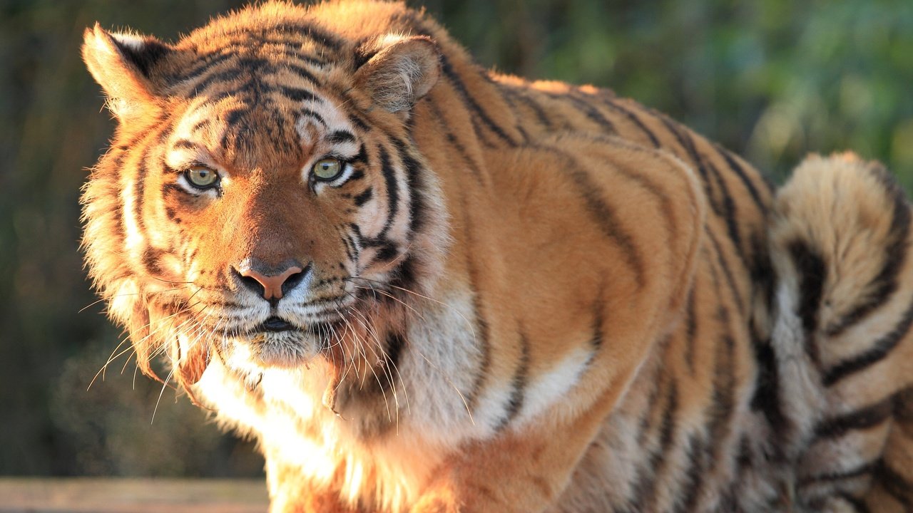 Обои тигр, кошка, взгляд, хищник, большая, дикая, tiger, cat, look, predator, large, wild разрешение 3500x2500 Загрузить