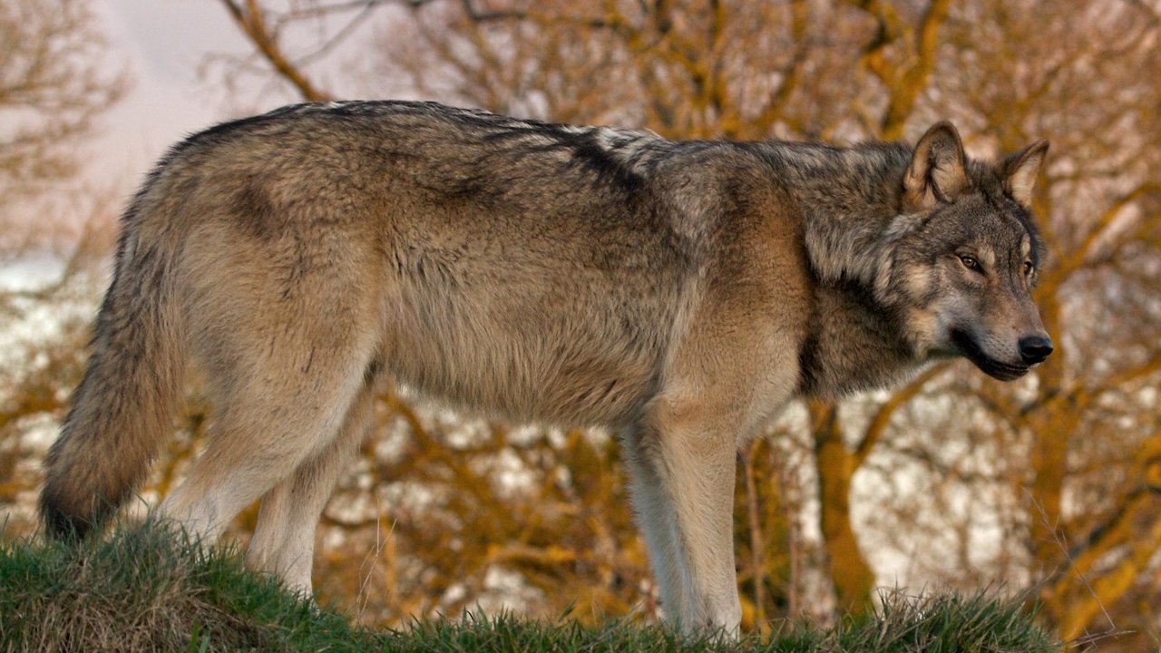 Обои природа, лес, хищник, волк, nature, forest, predator, wolf разрешение 2300x1592 Загрузить