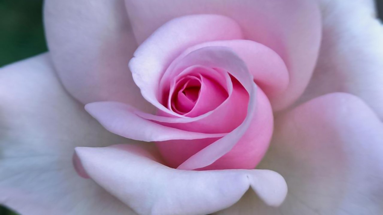 Обои крупный план, нежные лепестки, розовый цветок, close-up, delicate petals, pink flower разрешение 1920x1200 Загрузить