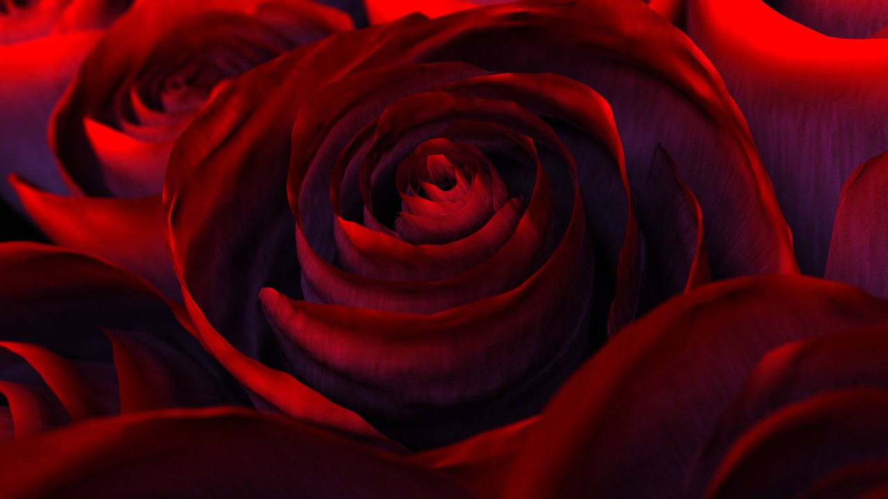 Обои цветы, роза, красная, краcный, beautiful nature wallpapers, цветком, flowers, rose, red, flower разрешение 2560x1600 Загрузить