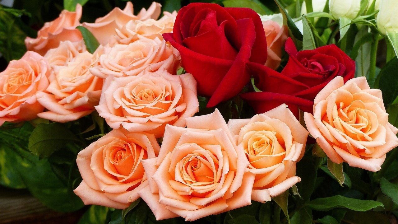 Обои бутоны, розы, букет, buds, roses, bouquet разрешение 1921x1080 Загрузить
