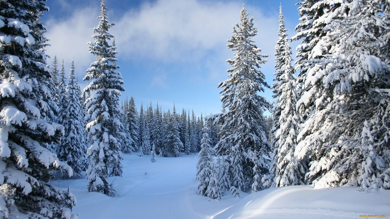 Обои небо, снег, зима, елки, ели, the sky, snow, winter, tree, ate разрешение 1920x1080 Загрузить