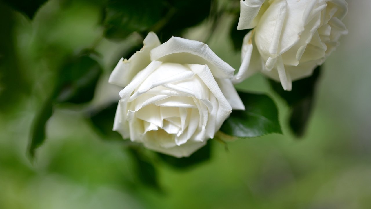 Обои цветы, фон, розы, белые, flowers, background, roses, white разрешение 2048x1367 Загрузить