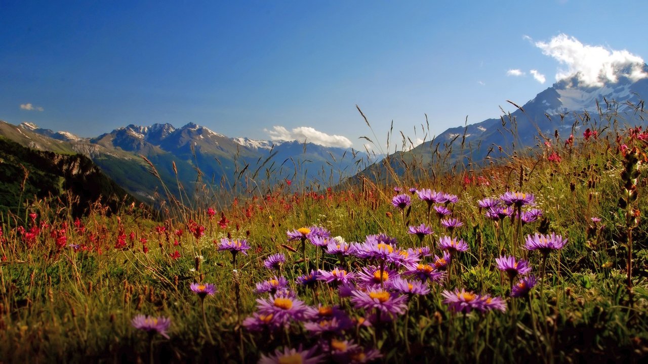 Обои цветы, горы, долина, flowers, mountains, valley разрешение 1920x1080 Загрузить