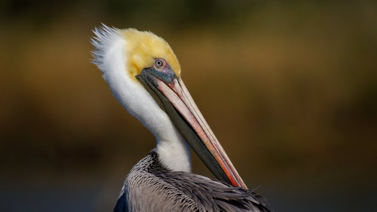 Обои птица, пеликан, bird, pelican разрешение 1920x1200 Загрузить