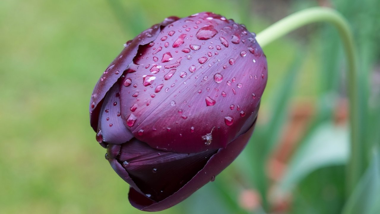 Обои цветок, капли, фиолетовый, тюльпан, flower, drops, purple, tulip разрешение 3018x1926 Загрузить
