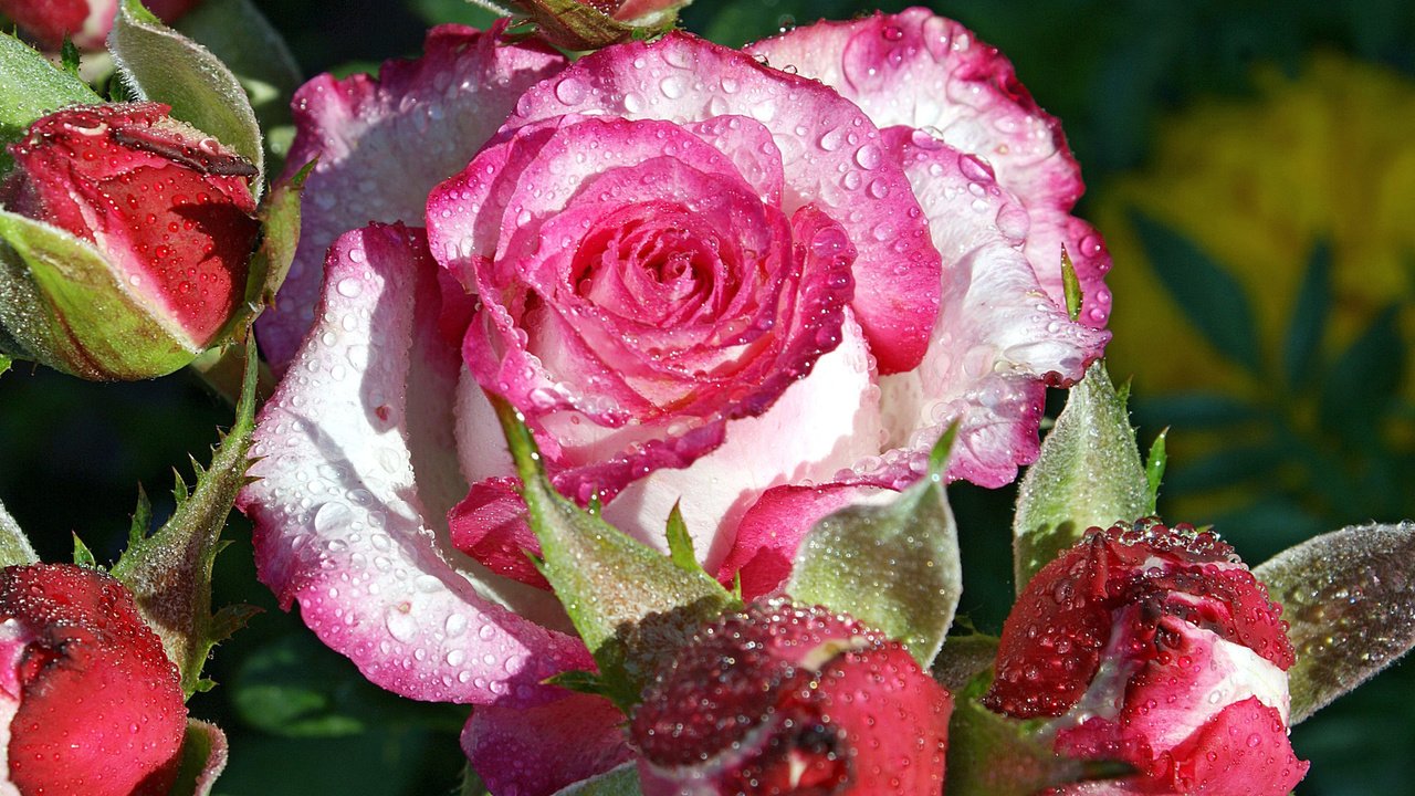 Обои вода, цветок, роса, капли, роза, лепестки, water, flower, rosa, drops, rose, petals разрешение 2048x1342 Загрузить