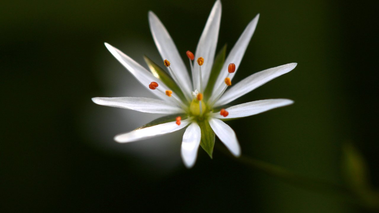 Обои макро, фон, цветок, белый, звездчатка, macro, background, flower, white, stellaria разрешение 2048x1365 Загрузить