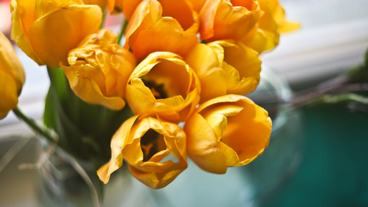 Обои цветы, букет, тюльпаны, желтые, flowers, bouquet, tulips, yellow разрешение 4368x2912 Загрузить