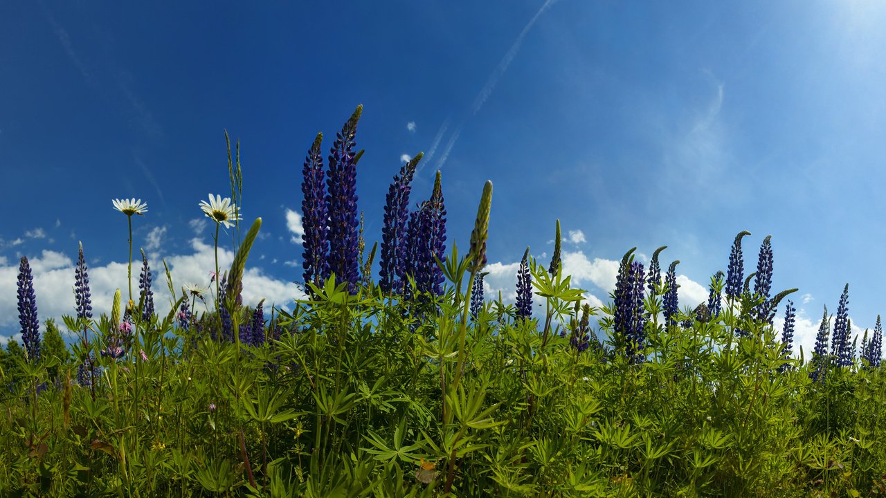 Обои небо, цветы, трава, облака, природа, ромашки, люпины, the sky, flowers, grass, clouds, nature, chamomile, lupins разрешение 2560x1588 Загрузить