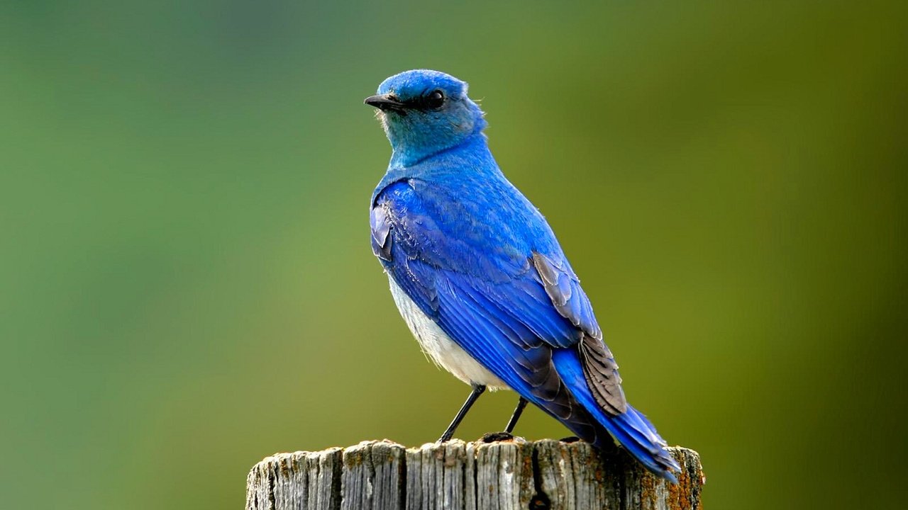 Обои птица, синяя, пенек, bird, blue, stump разрешение 1920x1080 Загрузить