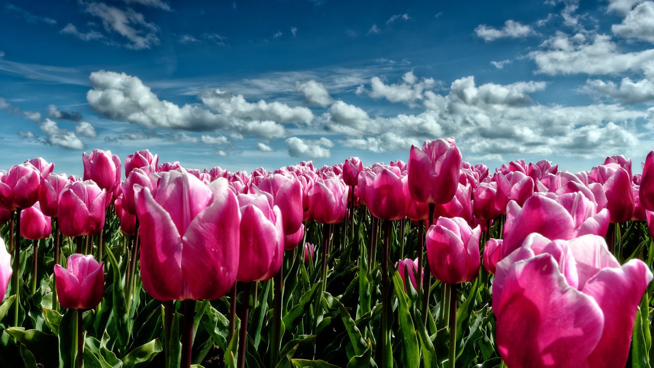Обои небо, цветы, облака, поле, луг, весна, тюльпаны, розовые, the sky, flowers, clouds, field, meadow, spring, tulips, pink разрешение 2048x1365 Загрузить