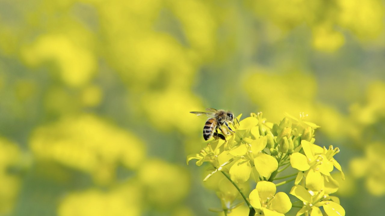 Обои макро, цветок, насекомые, пчела, оса, macro, flower, insects, bee, osa разрешение 1920x1200 Загрузить