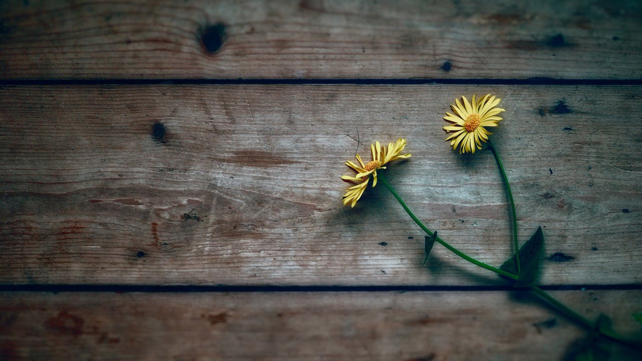 Обои цветы, дерево, фон, ромашки, желтые, flowers, tree, background, chamomile, yellow разрешение 2048x1365 Загрузить