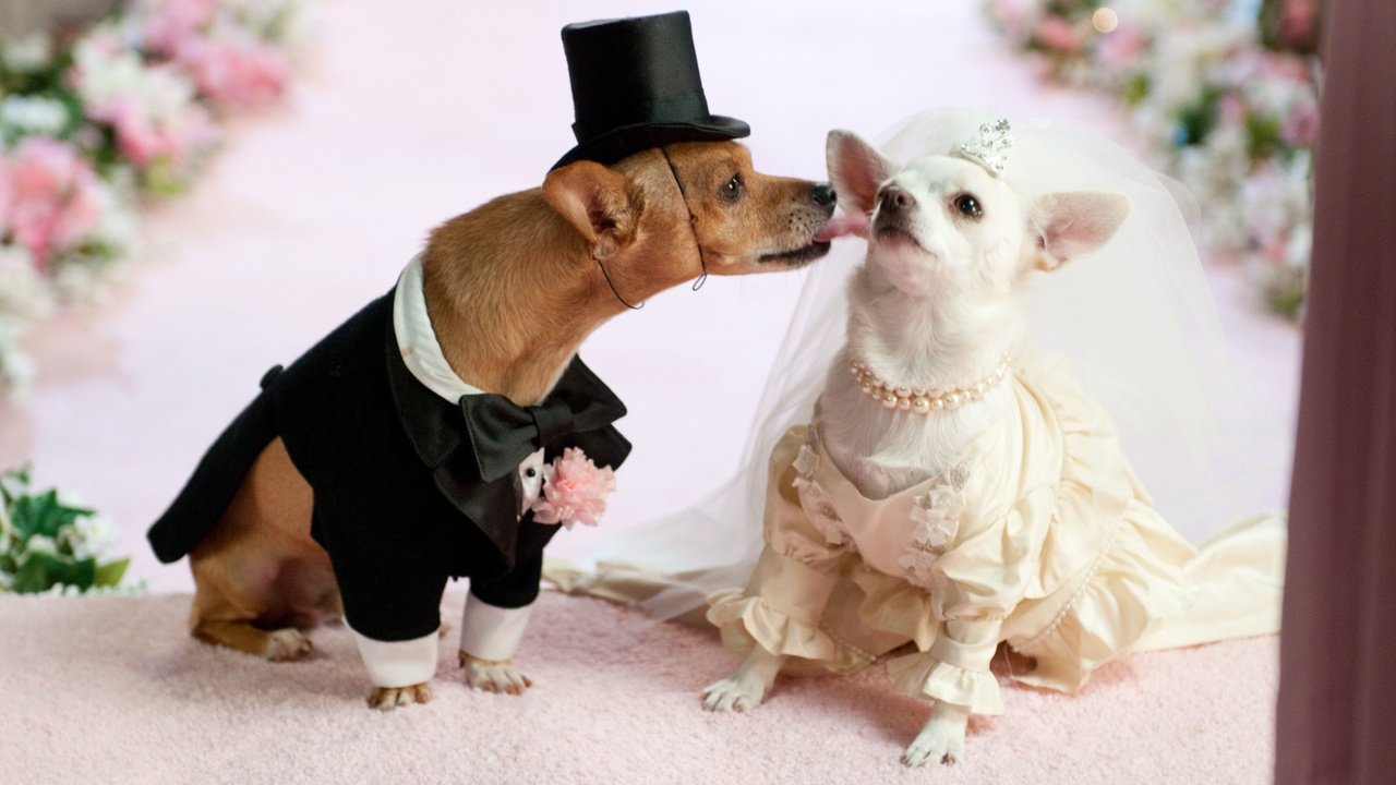 Обои платье, юмор, костюм, свадьба, собаки, чихуахуа, dress, humor, costume, wedding, dogs, chihuahua разрешение 4288x2848 Загрузить