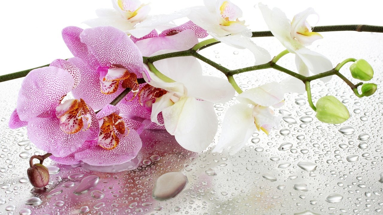 Обои цветы, отражение, капли, орхидеи, flowers, reflection, drops, orchids разрешение 1920x1280 Загрузить