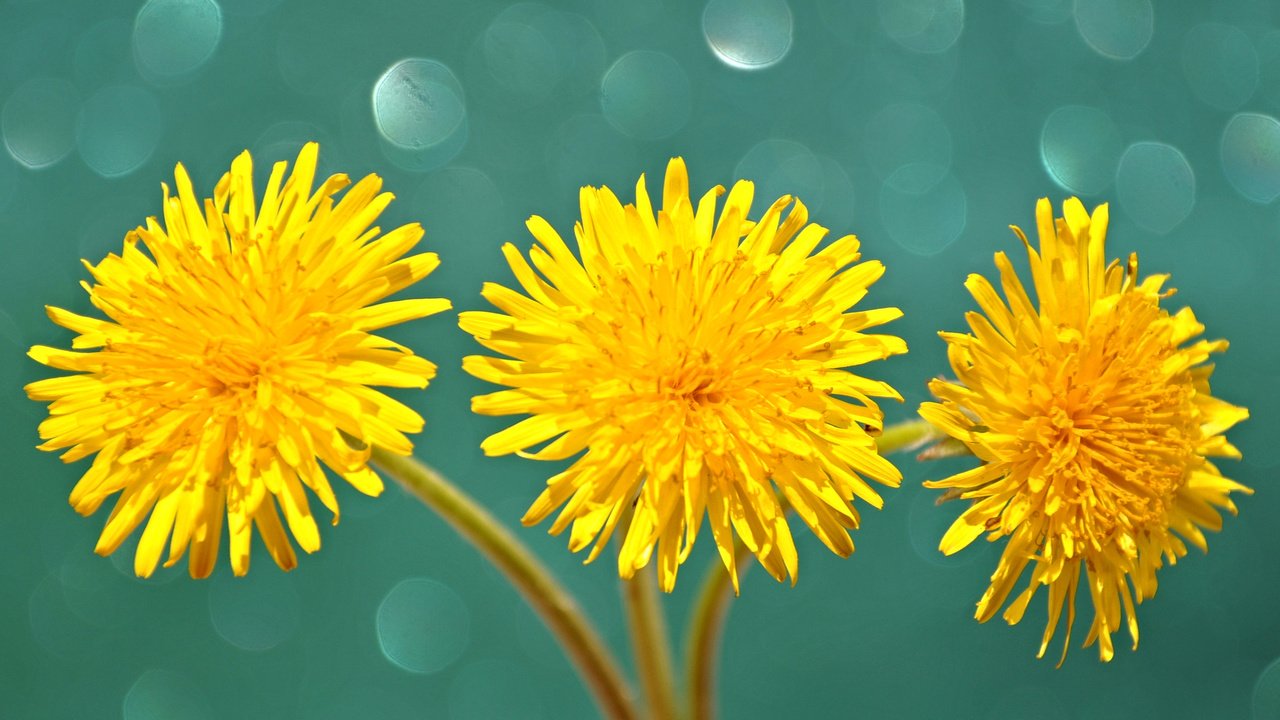 Обои цветы, макро, лепестки, одуванчики, стебель, желтые, flowers, macro, petals, dandelions, stem, yellow разрешение 2048x1374 Загрузить