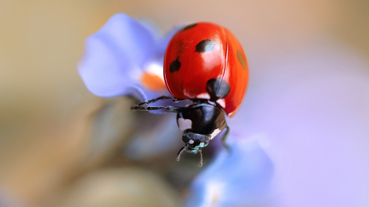 Обои жук, макро, насекомое, цветок, божья коровка, beetle, macro, insect, flower, ladybug разрешение 2048x1324 Загрузить