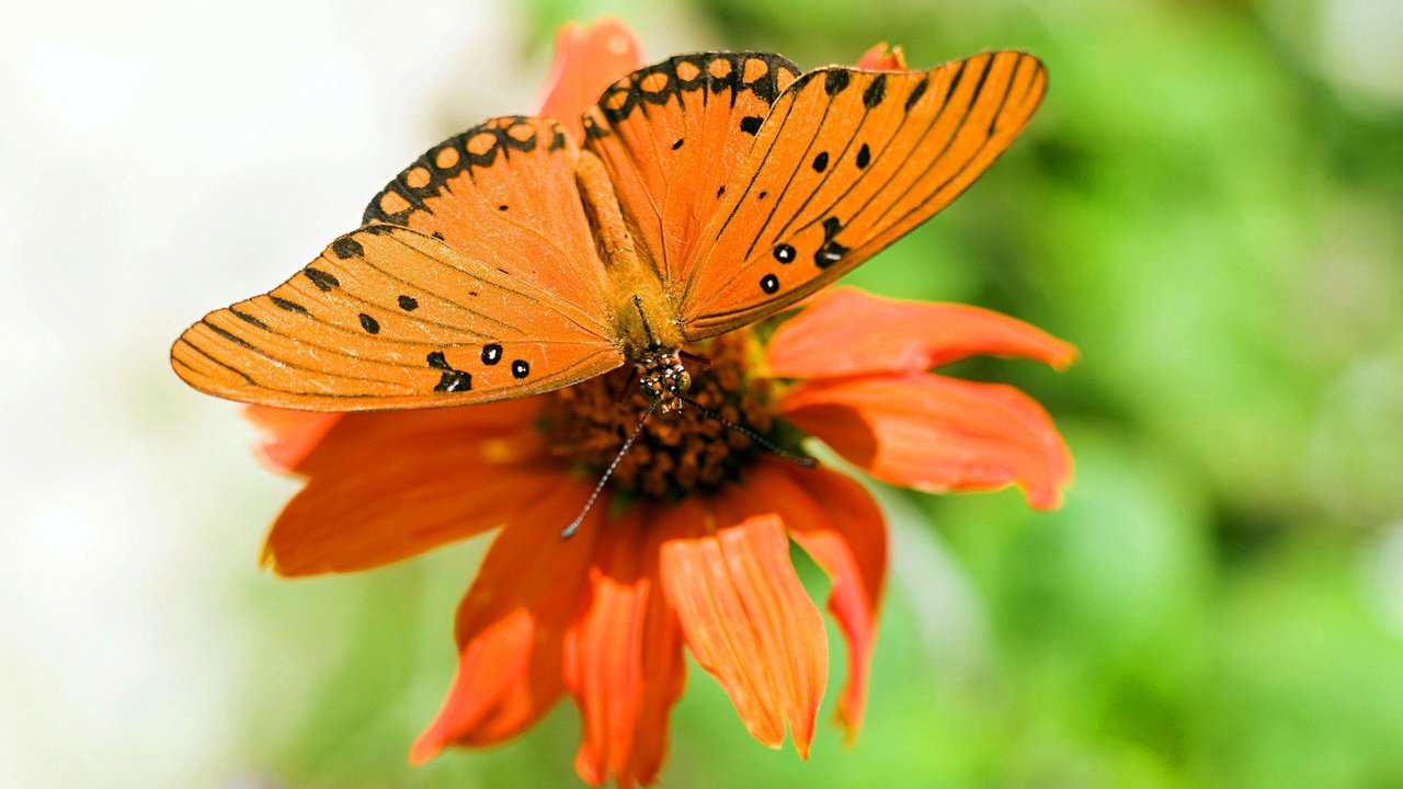 Обои макро, цветок, бабочка, крылья, насекомые, растение, macro, flower, butterfly, wings, insects, plant разрешение 1920x1200 Загрузить