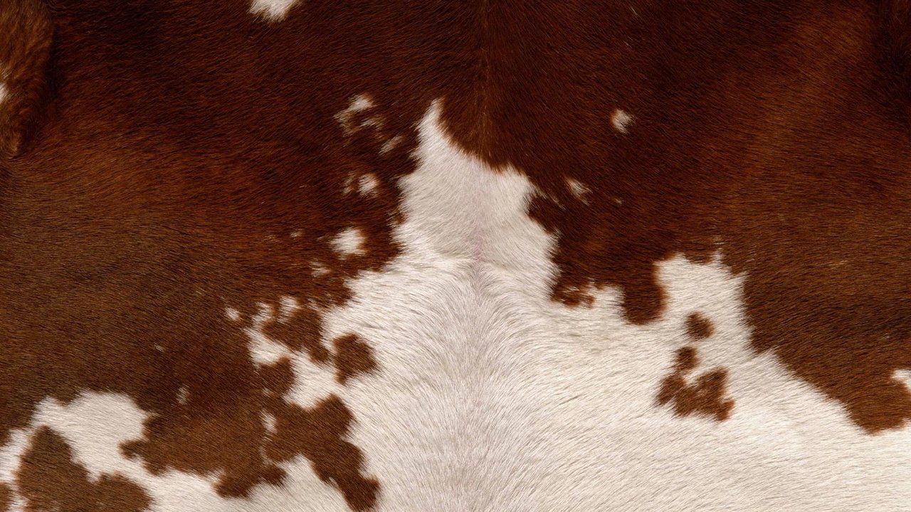 Обои шкура, корова, мех, skin, cow, fur разрешение 1920x1200 Загрузить
