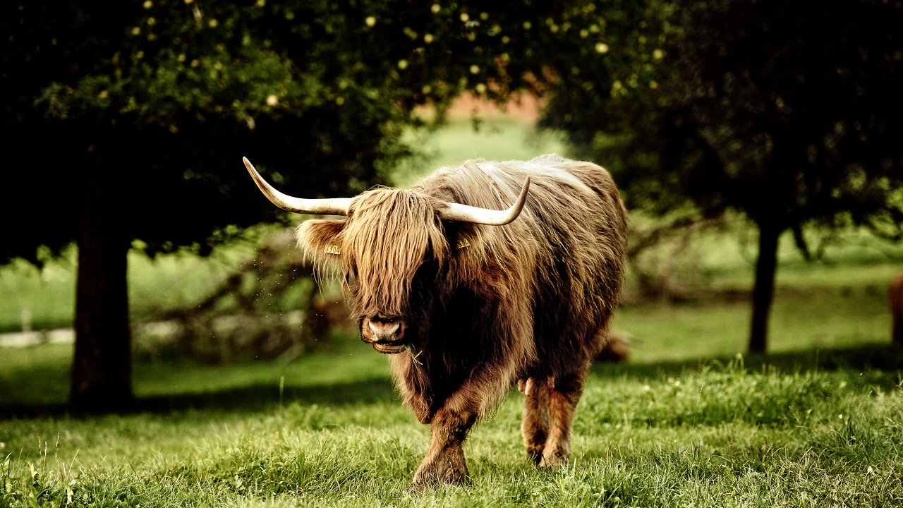 Обои трава, бык, буйвол, grass, bull, buffalo разрешение 2560x1600 Загрузить