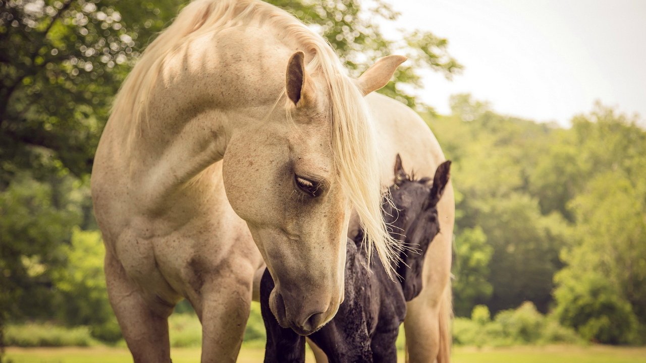 Обои природа, лето, лошади, кони, nature, summer, horse, horses разрешение 1920x1200 Загрузить