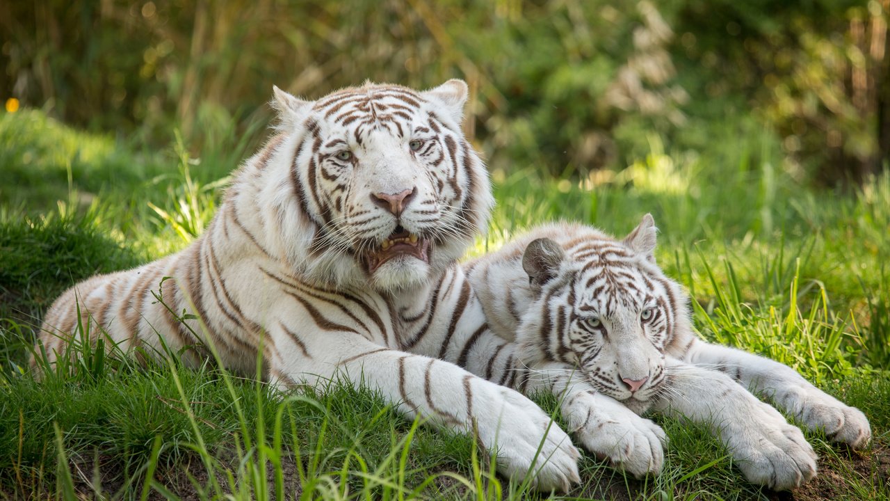 Обои тигр, трава, кошка, пара, отдых, белый тигр, tiger, grass, cat, pair, stay, white tiger разрешение 5184x3456 Загрузить