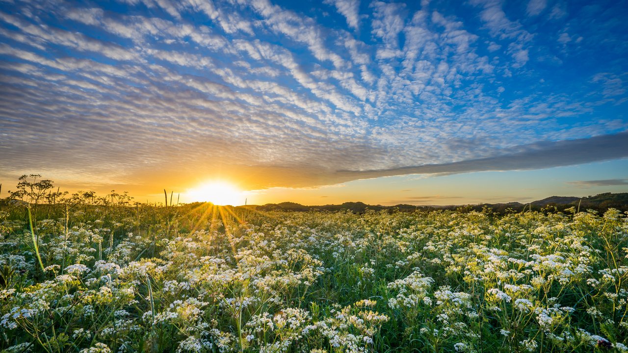 Обои небо, уг, цветы, облака, солнце, природа, закат, луг, норвегия, the sky, hs, flowers, clouds, the sun, nature, sunset, meadow, norway разрешение 2048x1365 Загрузить