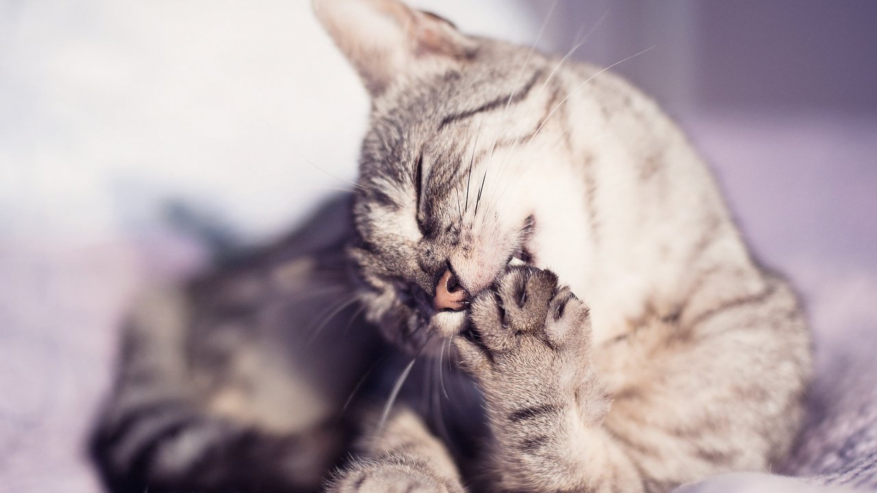 Обои кот, кошка, серый, полосатый, cat, grey, striped разрешение 2560x1600 Загрузить