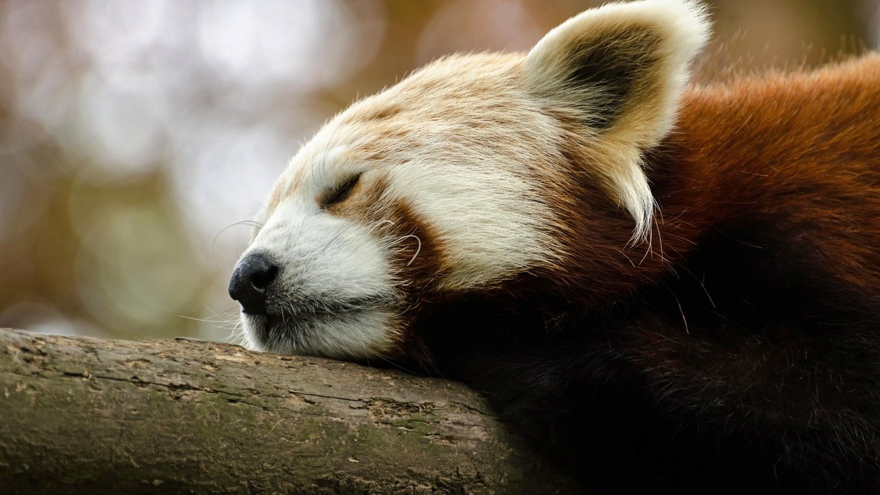 Обои животные, мордочка, панда, спит, красная панда, малая панда, animals, muzzle, panda, sleeping, red panda разрешение 2048x1356 Загрузить