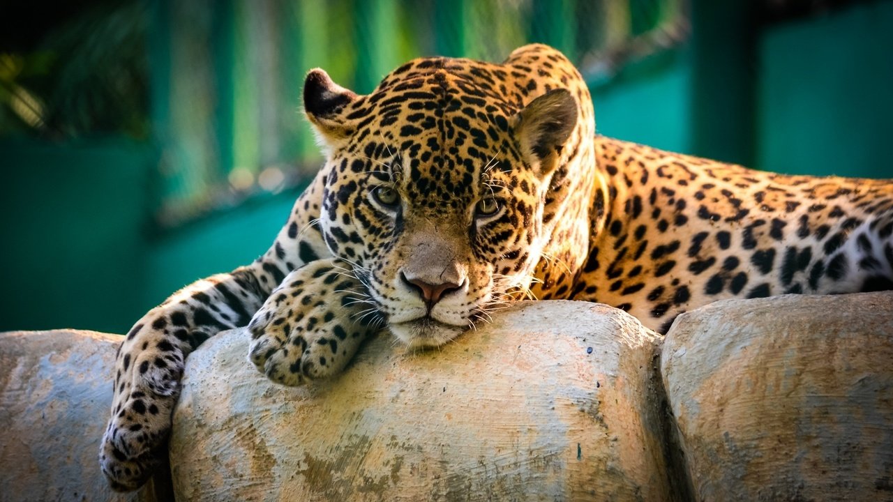 Обои ягуар, кошки, большие, ягуары, jaguar, cats, large, jaguars разрешение 1920x1200 Загрузить