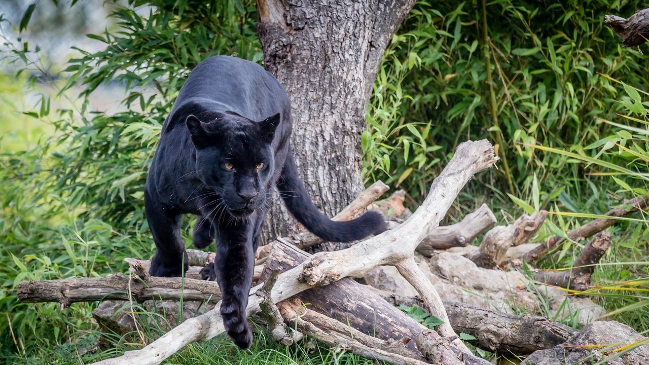 Обои хищник, ягуар, пантера, дикая кошка, predator, jaguar, panther, wild cat разрешение 2000x1333 Загрузить